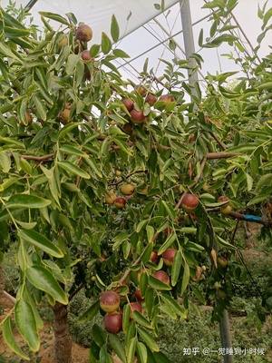 哪里的冬棗最好?山東沾化、河北黃驊、陜西大荔,還是山西、新疆江西或其他地方?