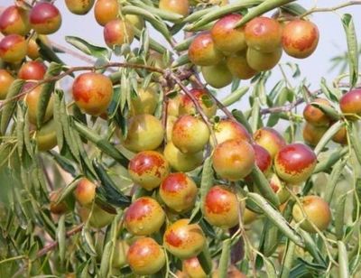 哪里的冬棗最好?山東沾化、河北黃驊、陜西大荔,還是山西、新疆江西或其他地方?