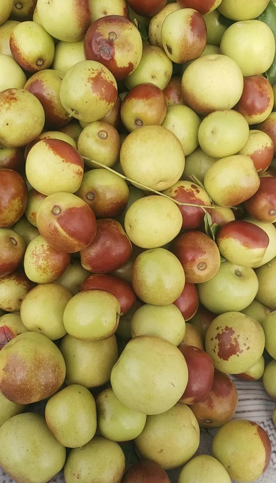 咬一口就上頭！黃驊冬棗甜到心坎里