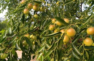 黃驊三娘冬棗采摘園全攻略 門票、地址、游玩指南及圖片分享