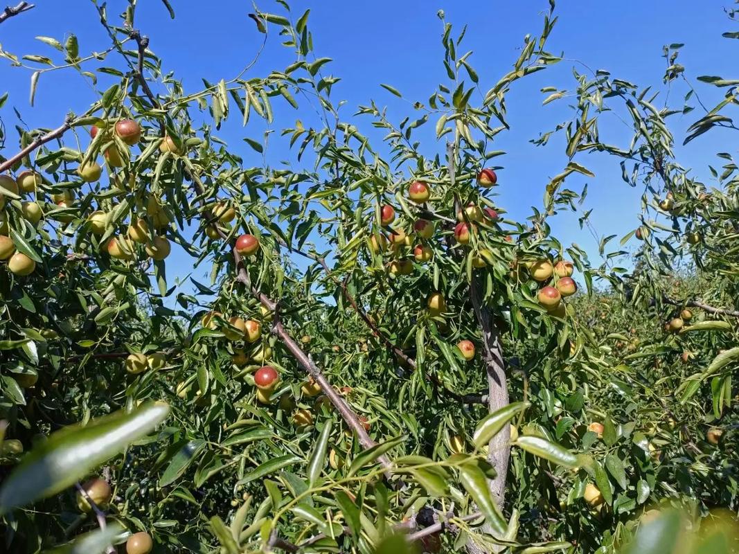 黃驊冬棗 脆甜多汁，現(xiàn)摘現(xiàn)發(fā)的新鮮美味