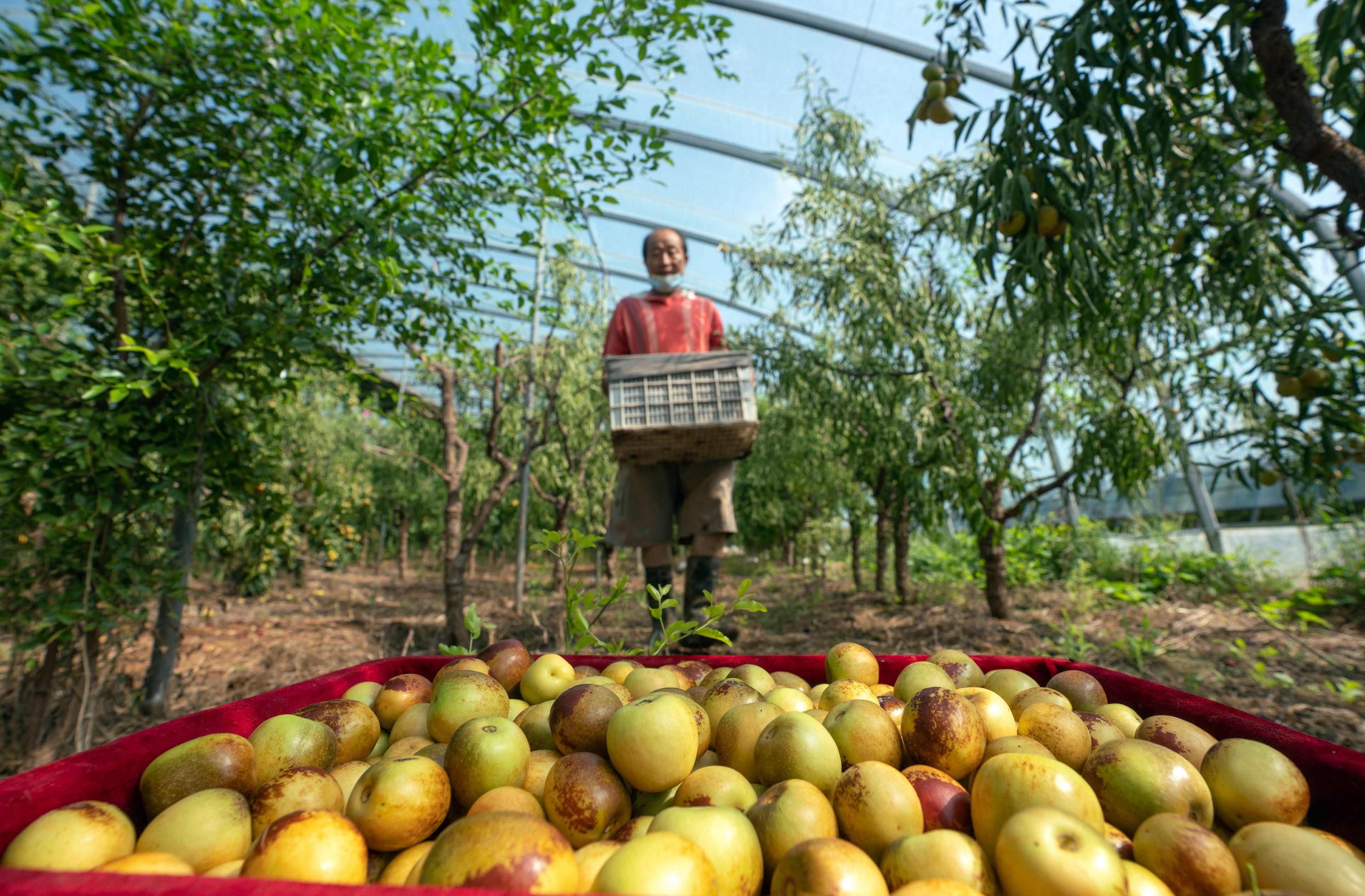 河北黃驊 冬棗大棚采收忙，特色產(chǎn)業(yè)促增收