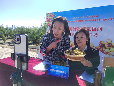 河北黃驊 古貢棗園話豐收，特色農(nóng)業(yè)促振興