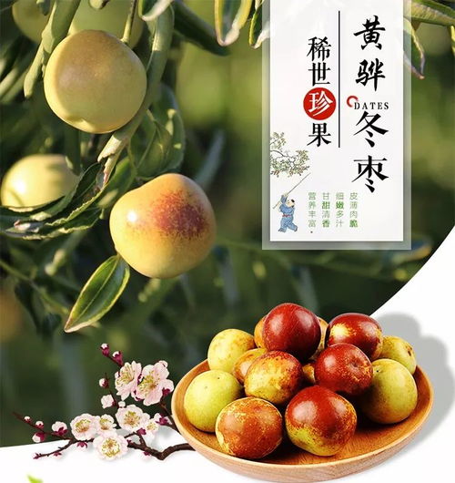 萬德隆黃驊冬棗 只為您更好的享受健康品質(zhì)生活