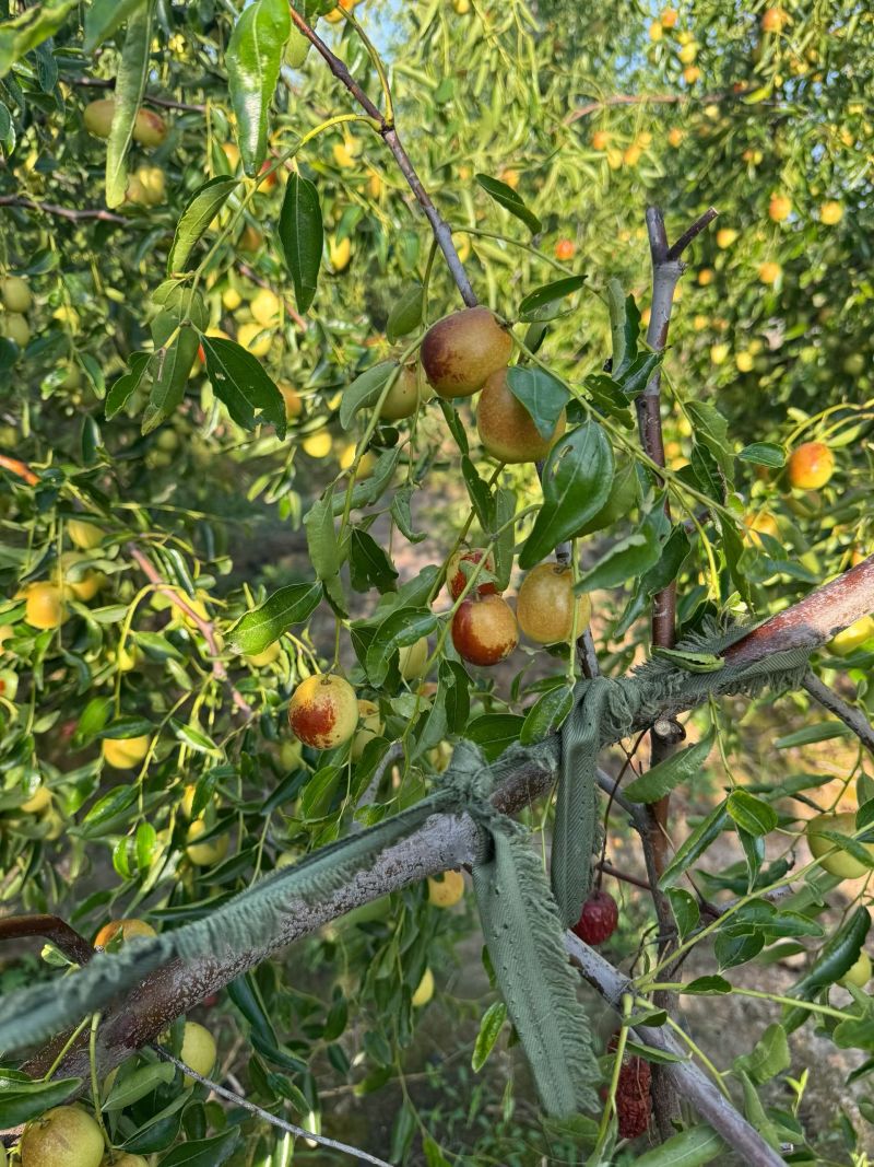 黃驊冬棗 河北滄州的“金疙瘩”，品質(zhì)與實惠的完美結(jié)合