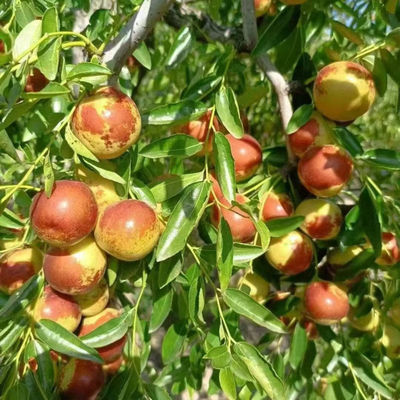 河北黃驊冬棗 雨前珍品，質(zhì)優(yōu)價美，批發(fā)首選