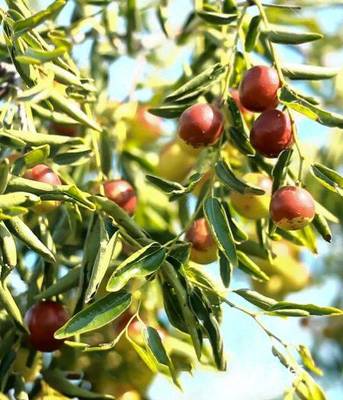 黃驊脆冬棗造富記 一顆小紅果，如何成就富民大產(chǎn)業(yè)？