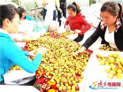 十年磨礪，沙地生金 從大荔冬棗到黃驊冬棗的產(chǎn)業(yè)名片之路