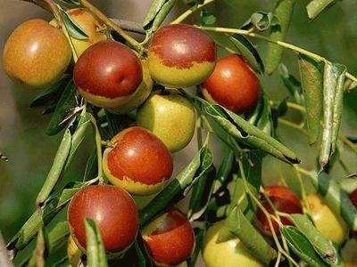 最新河北十大林果品牌公布！黃驊冬棗成明星，誰是你心中家鄉(xiāng)味道？