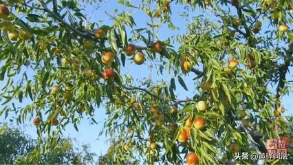 金秋冬棗飄香 棗農(nóng)喜迎豐收